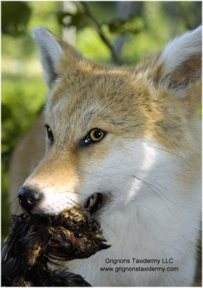 coyote with bird